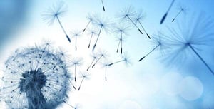 600x300AdobeStock_163852648_dandelion-1